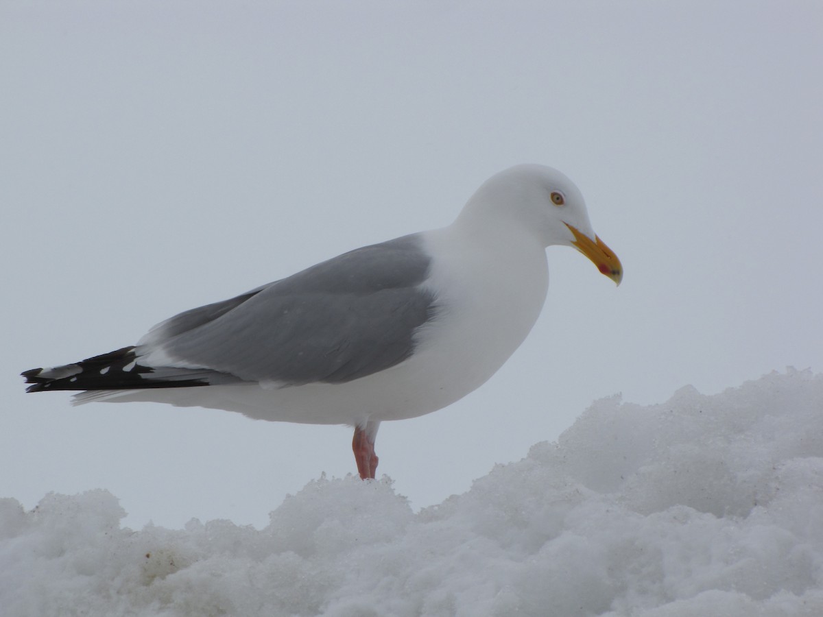 Herring Gull (American) - Brad Walker