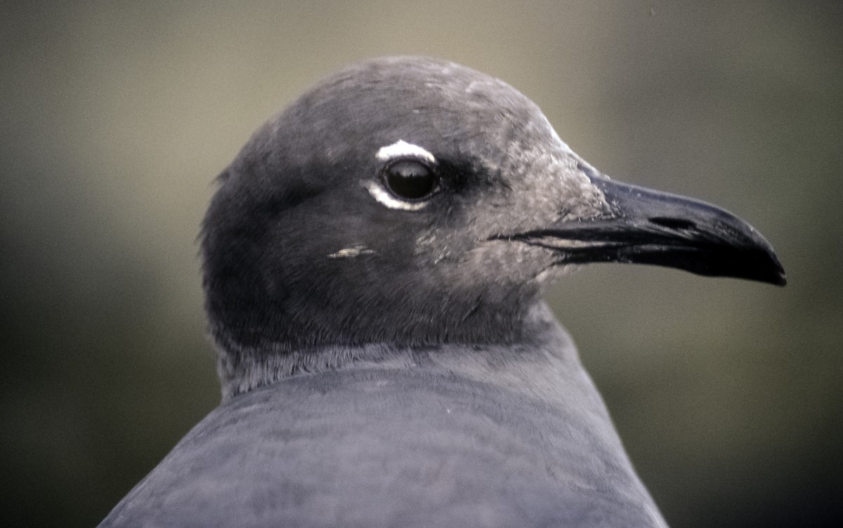 Mouette obscure - ML205142441