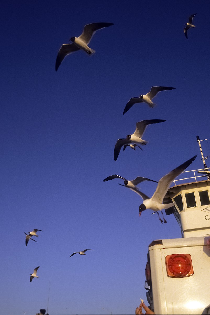 Laughing Gull - ML205142471