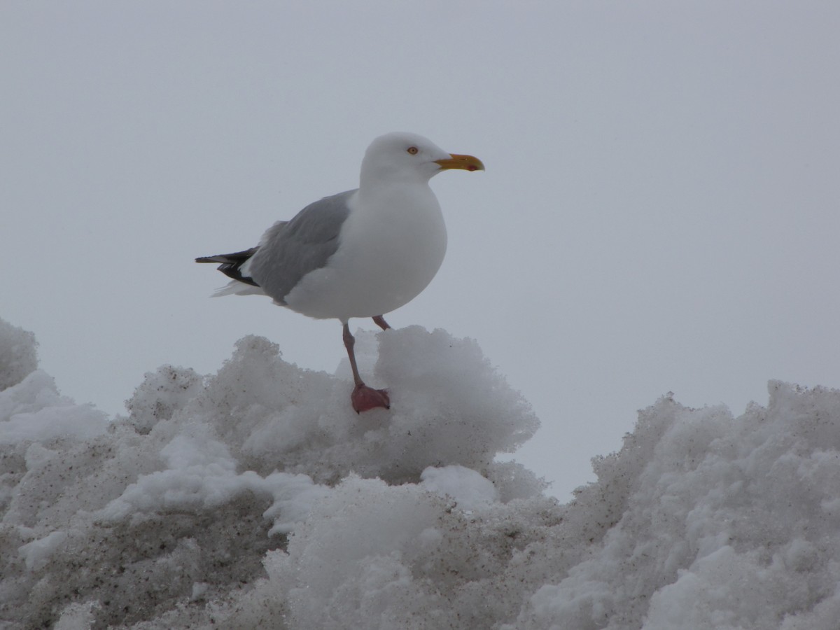 Gaviota Argéntea (americana) - ML20514251