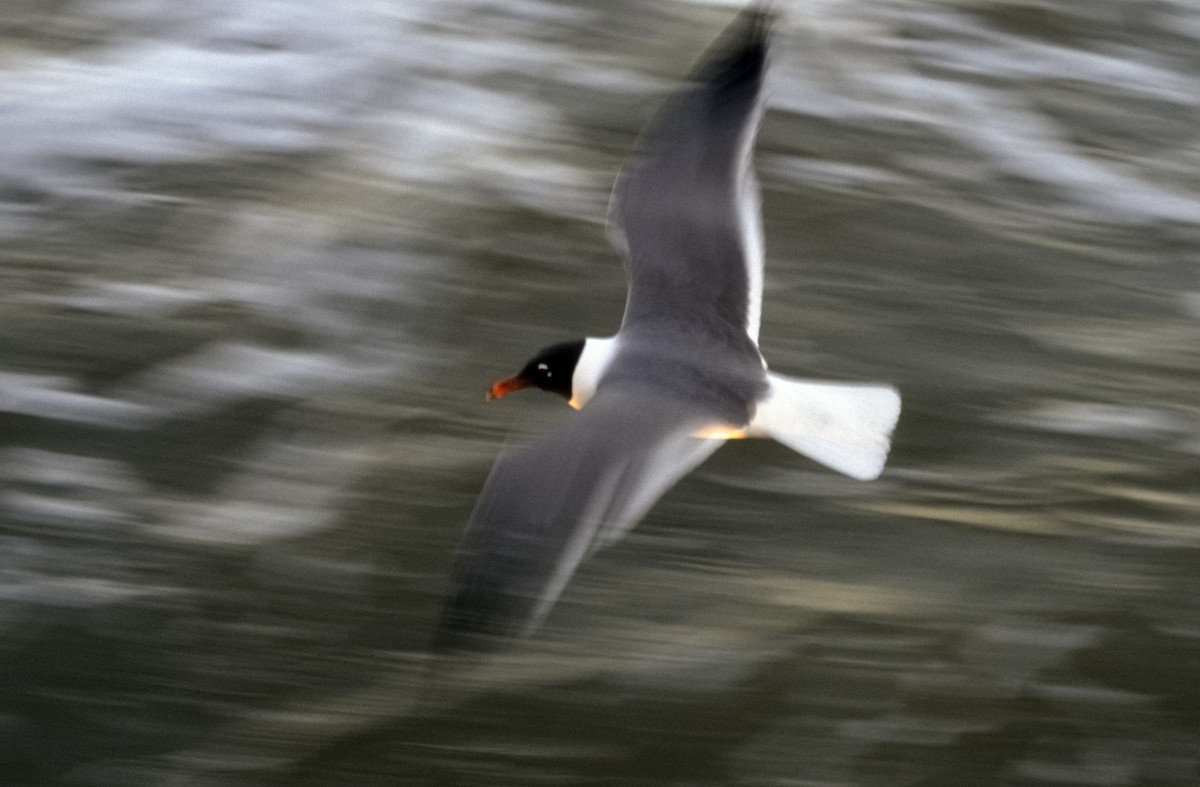 Mouette atricille - ML205142511