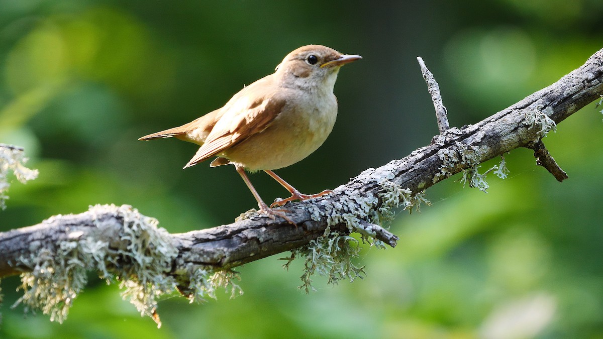 Common Nightingale (megarhynchos/africana) - Josep del Hoyo