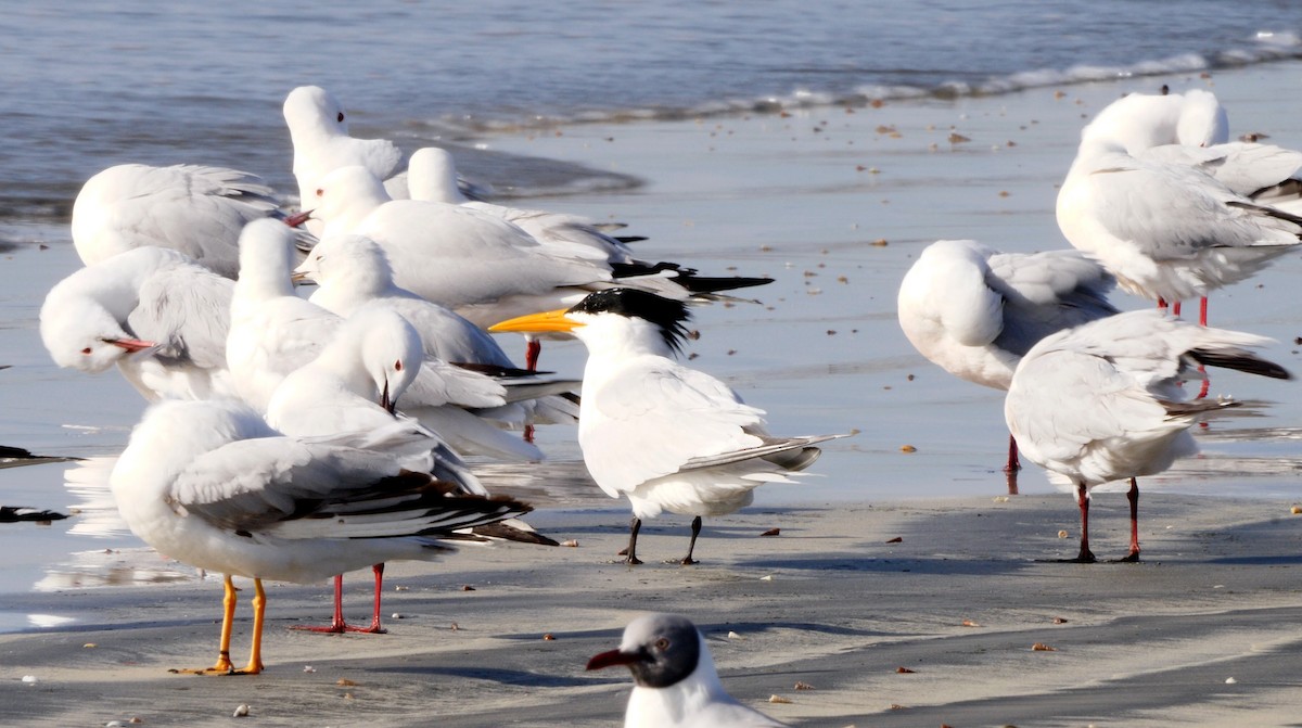 West African Crested Tern - ML205142721