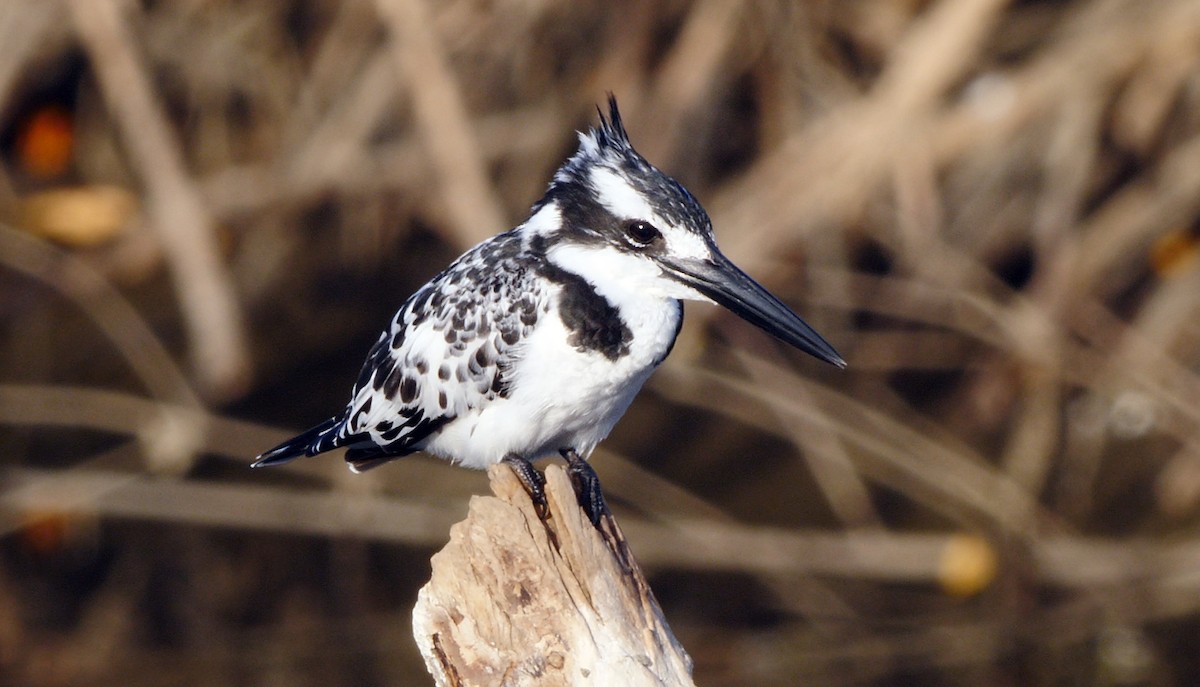 Pied Kingfisher - ML205142741