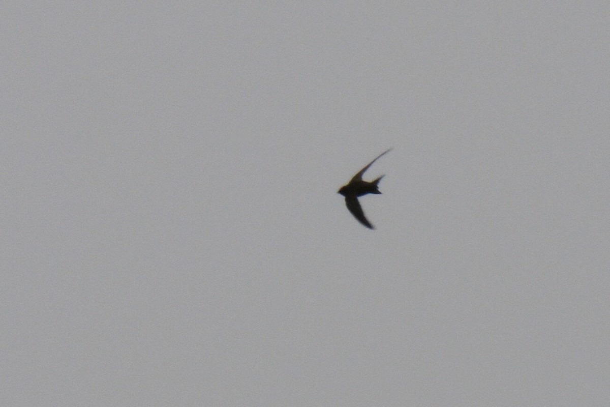 Pallid Swift - Josep del Hoyo