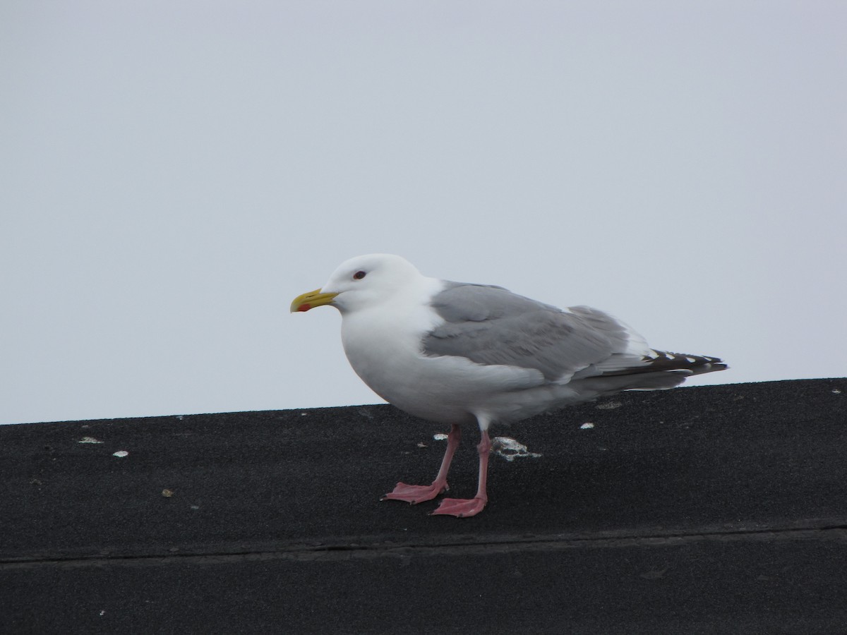 Iceland Gull (Thayer's) - Brad Walker