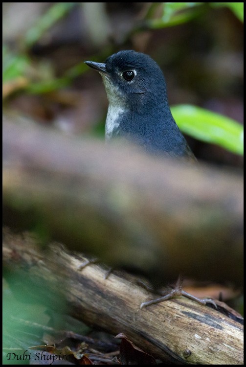 White-breasted Tapaculo - ML205143081