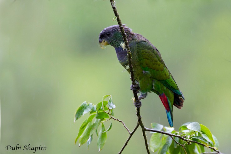 Scaly-headed Parrot - ML205143101