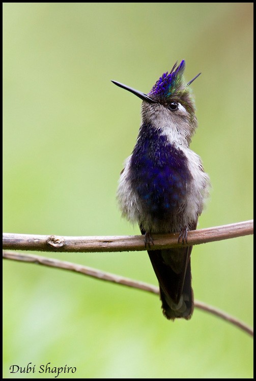 kolibřík paraguayský - ML205143111