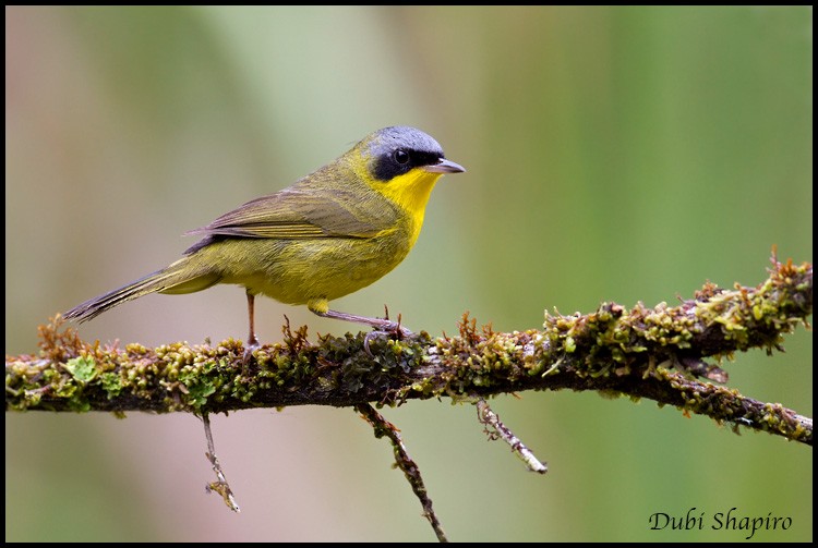 Southern Yellowthroat - ML205143201