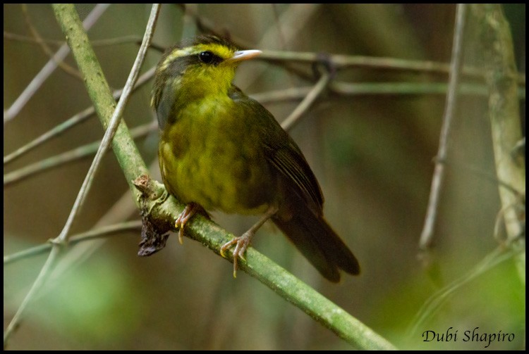 Yellow-browed Oxylabes - ML205143221