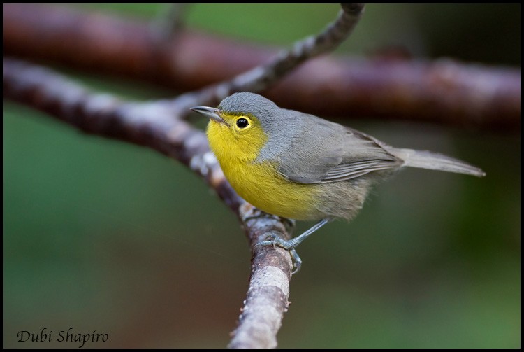 Oriente Warbler - ML205143241