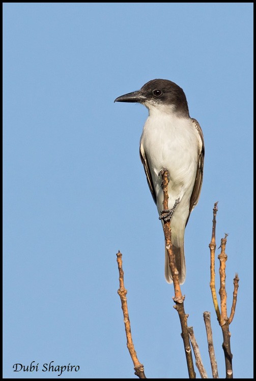 Giant Kingbird - ML205143351