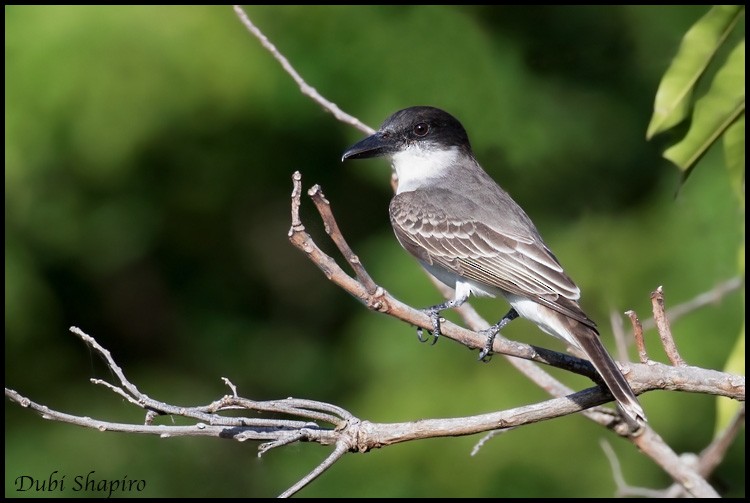 Giant Kingbird - Dubi Shapiro