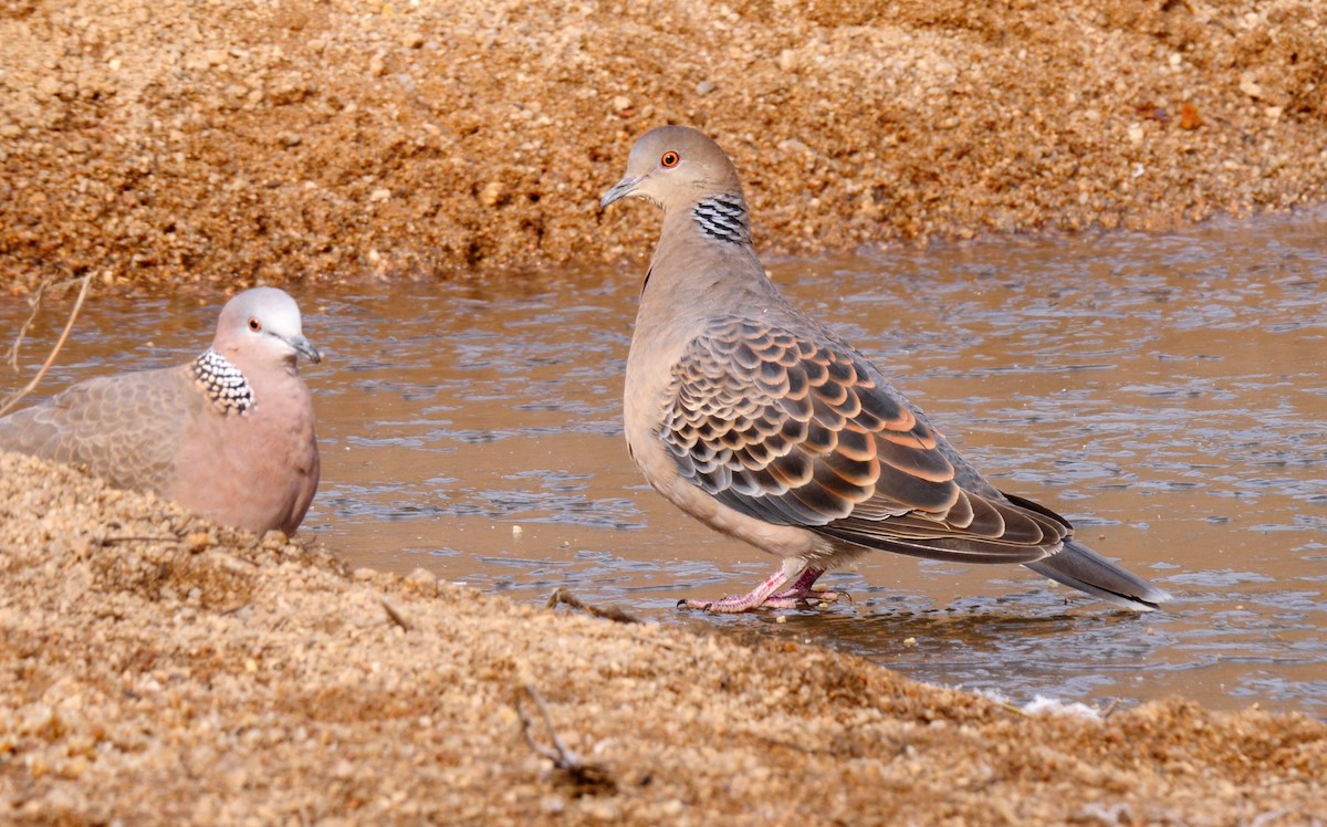 Oriental Turtle-Dove - ML205143601