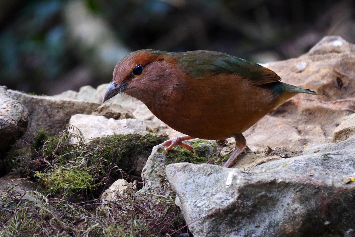 Blue-rumped Pitta - Josep del Hoyo