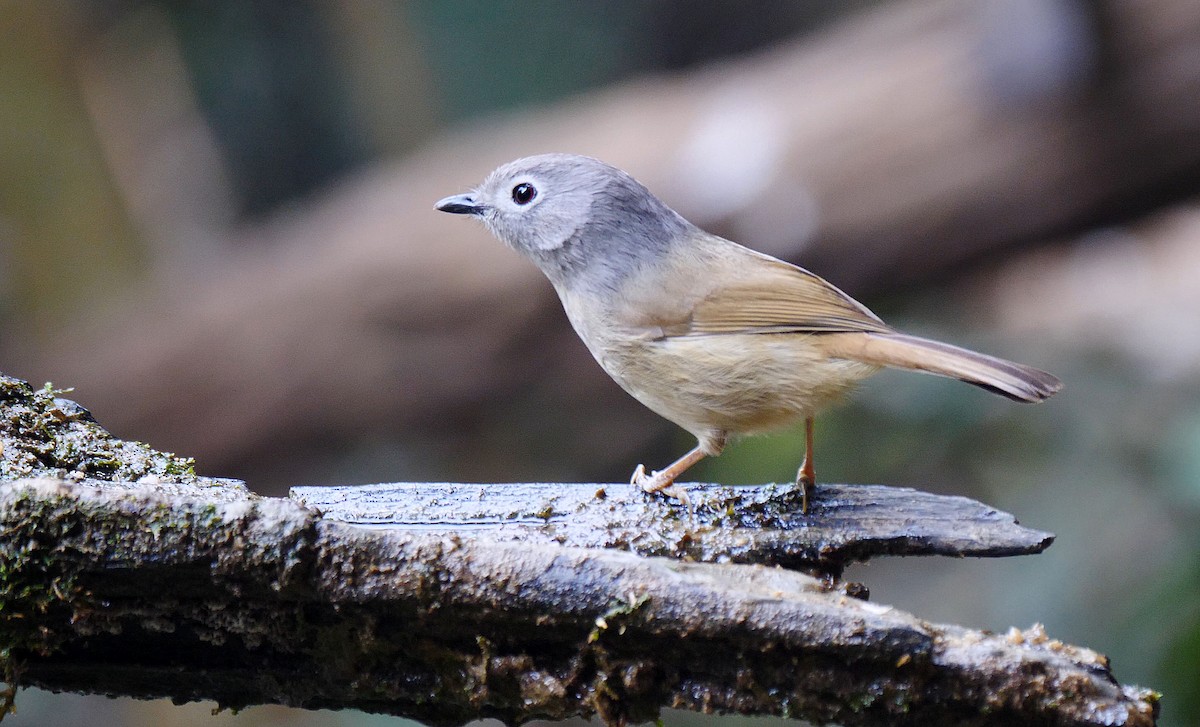 Huet's Fulvetta - ML205143751