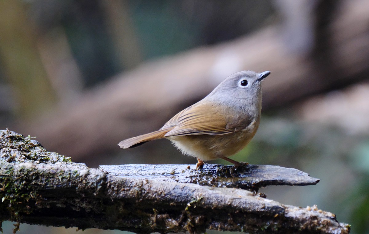 Huet's Fulvetta - ML205143761