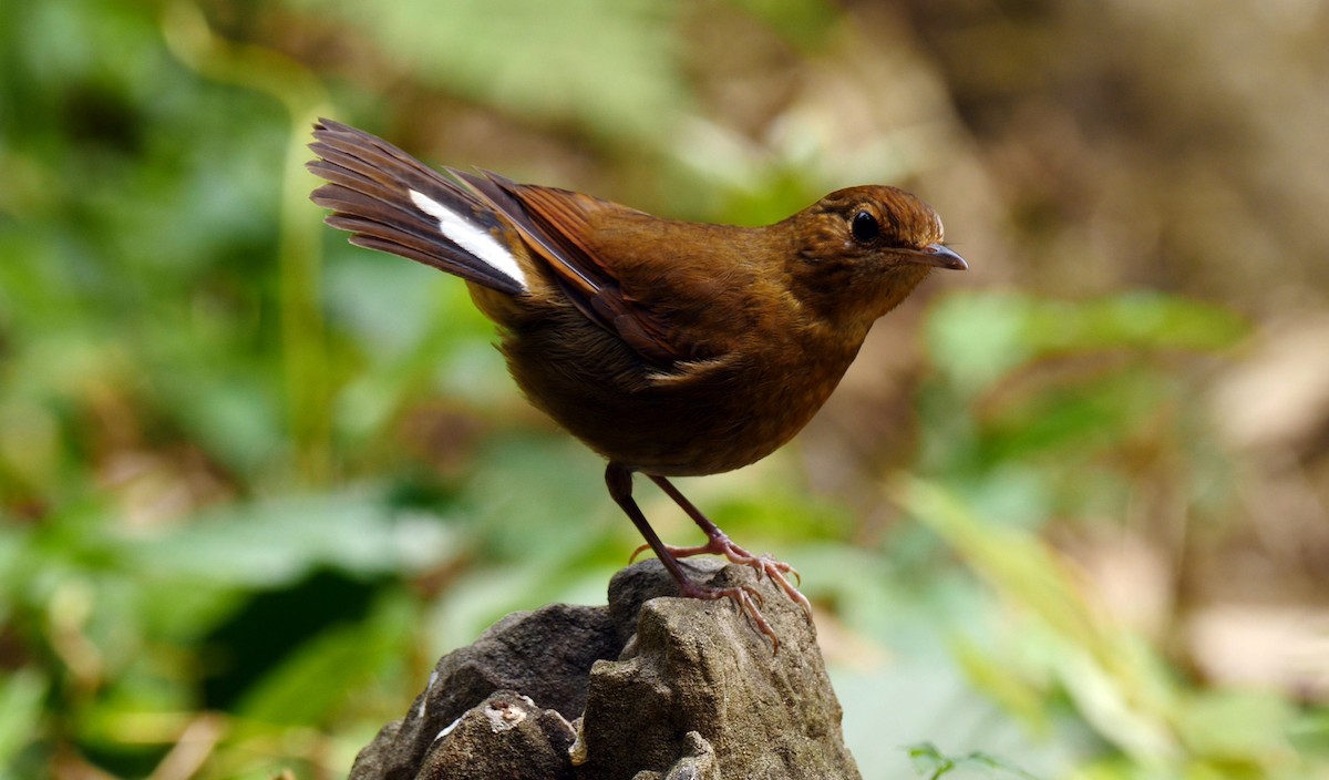 White-tailed Robin (White-tailed) - Josep del Hoyo