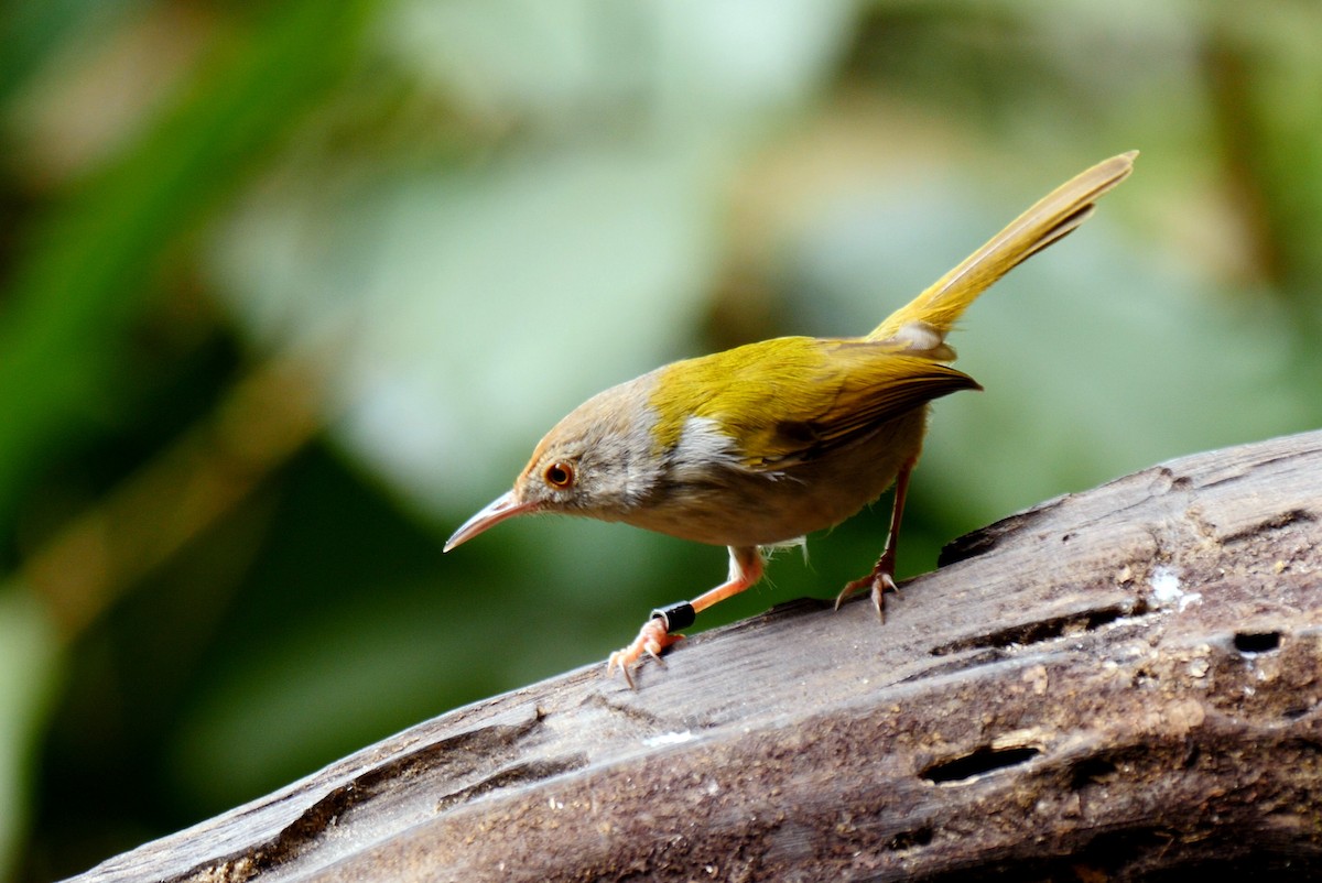 Common Tailorbird - ML205143961