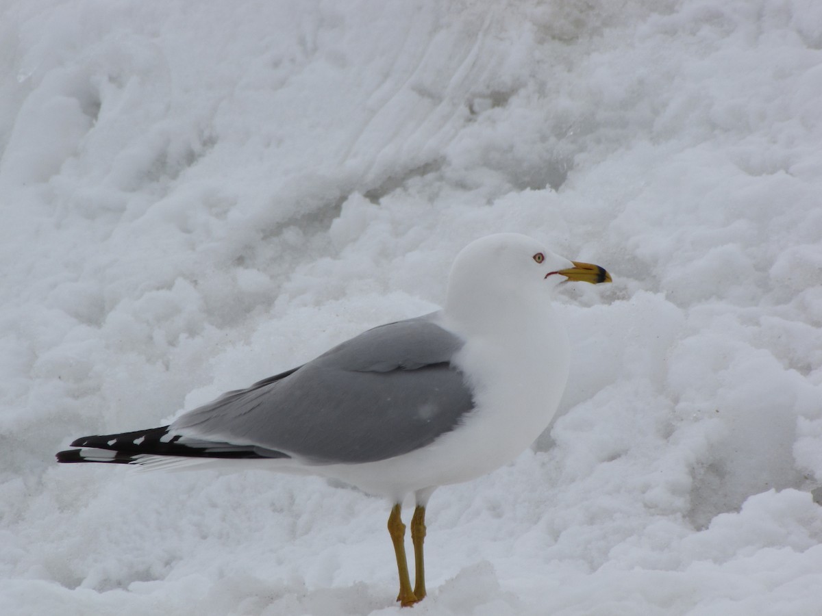 Ring-billed Gull - Brad Walker