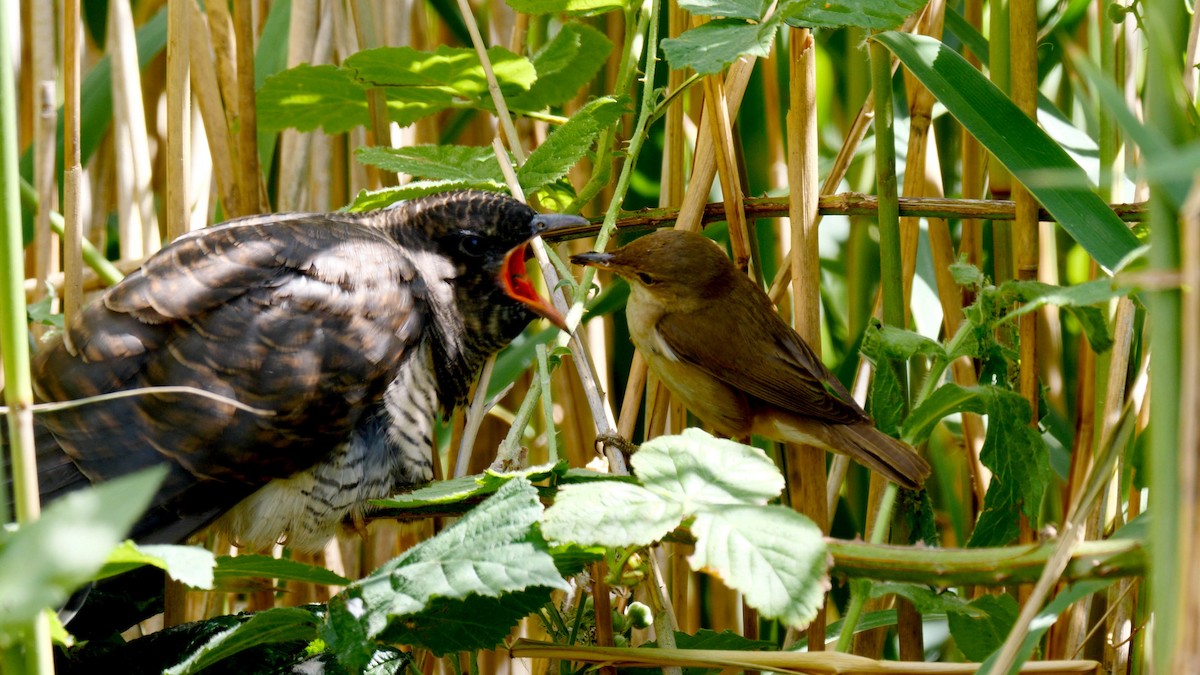 Common Reed Warbler (Common) - Josep del Hoyo