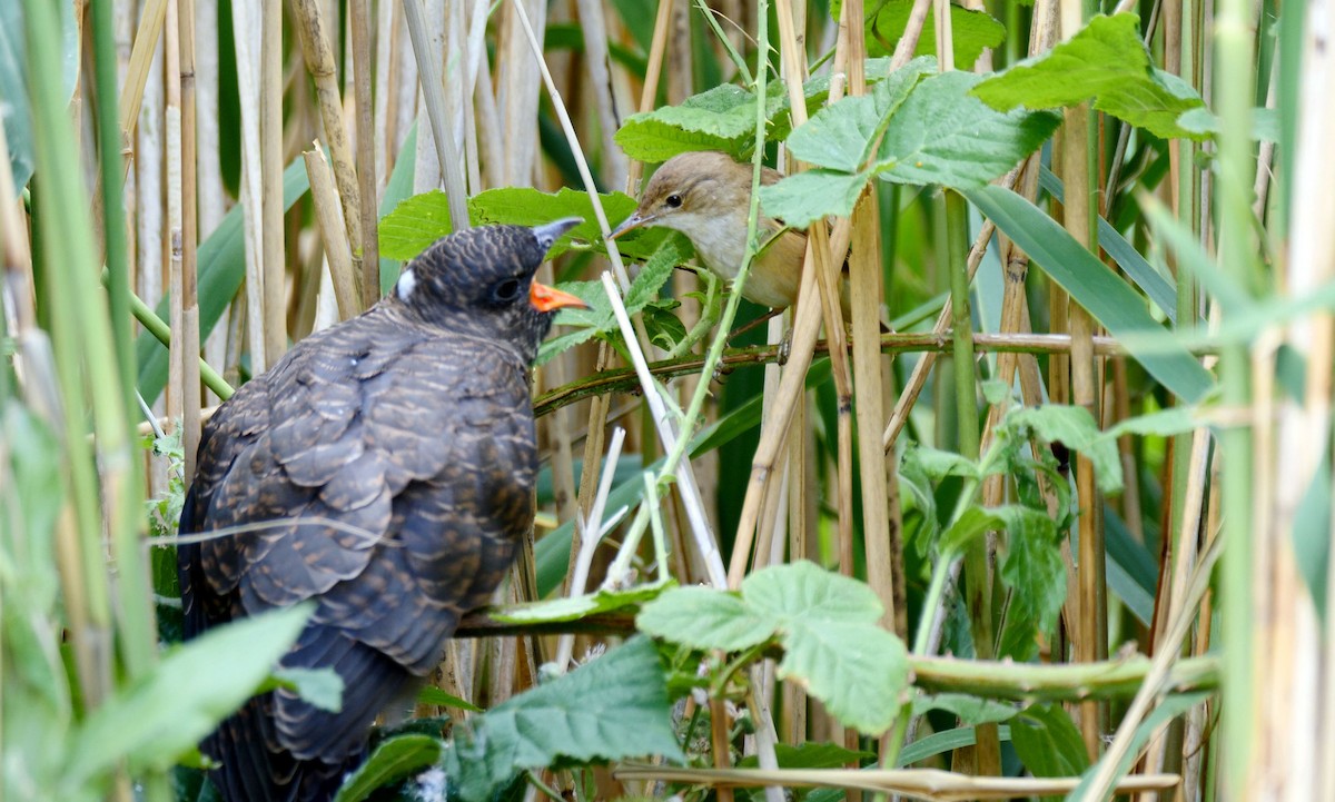 Common Reed Warbler (Common) - ML205144361