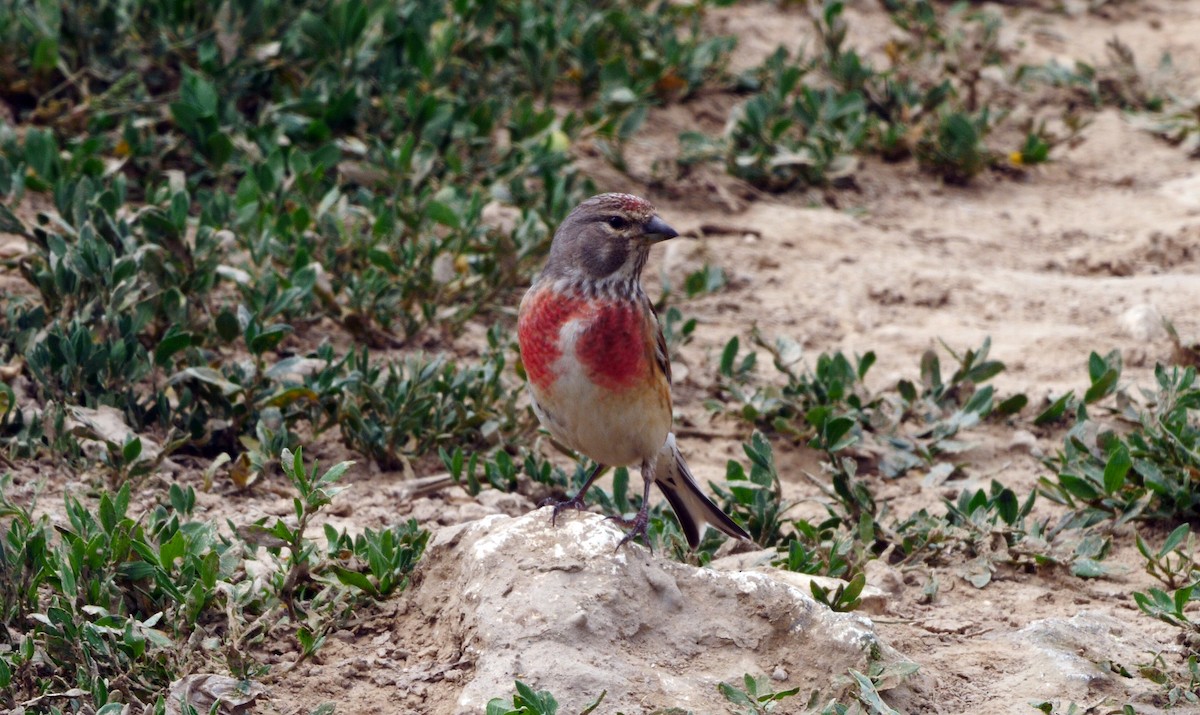 Eurasian Linnet - Josep del Hoyo