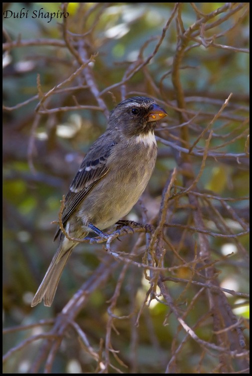 Serin bifascié - ML205144891