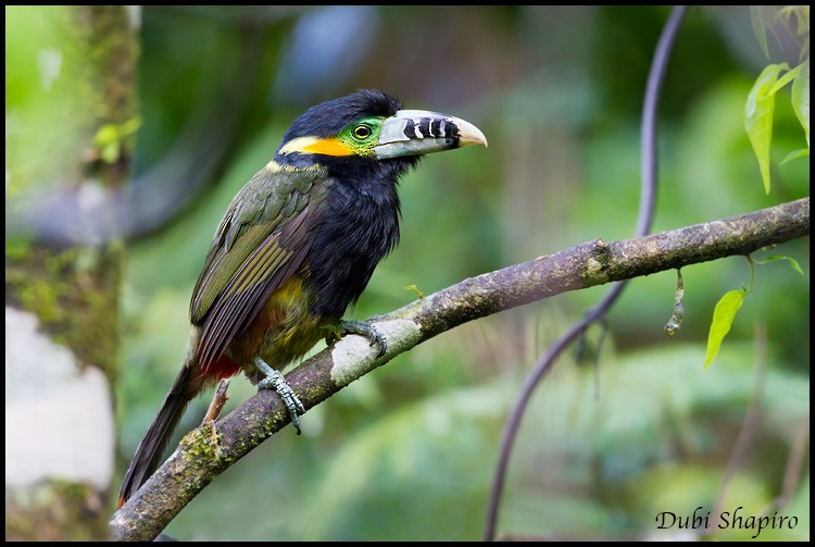 Spot-billed Toucanet - ML205144901