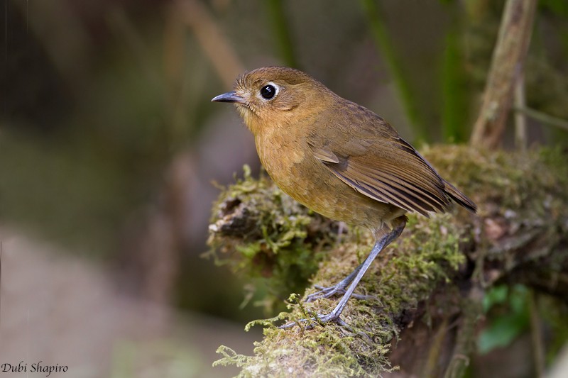 Bolivian Antpitta - ML205145021