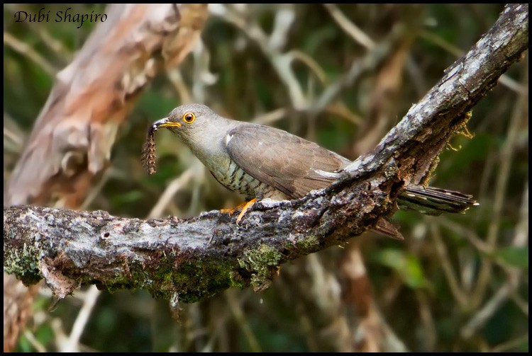 Madagascar Cuckoo - ML205145041