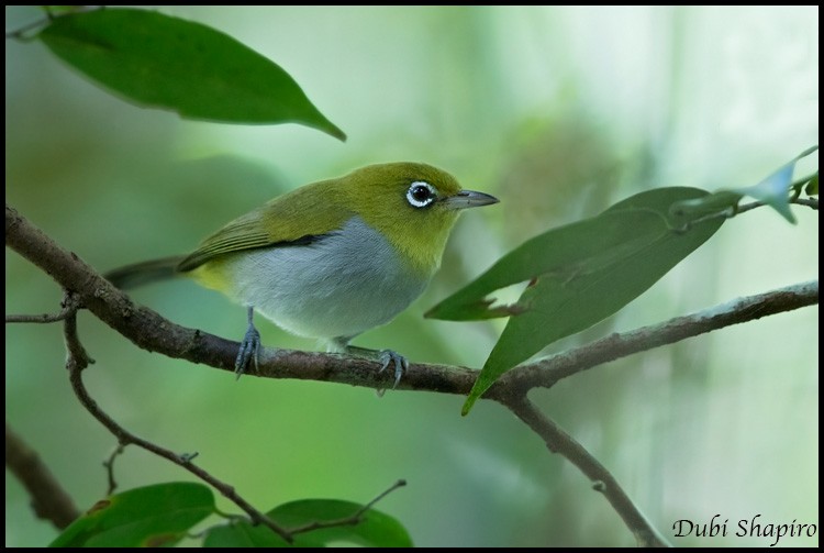 Ashy-bellied White-eye - ML205145091