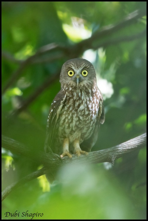 Timor Boobook - Dubi Shapiro