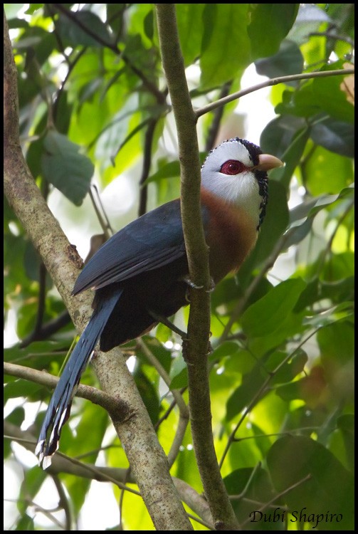 Scale-feathered Malkoha - ML205145131