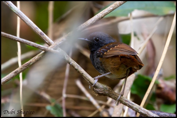 Zimmer's Antbird - ML205145291