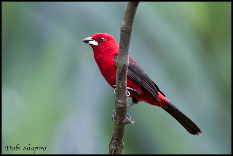 Brazilian Tanager - ML205145391