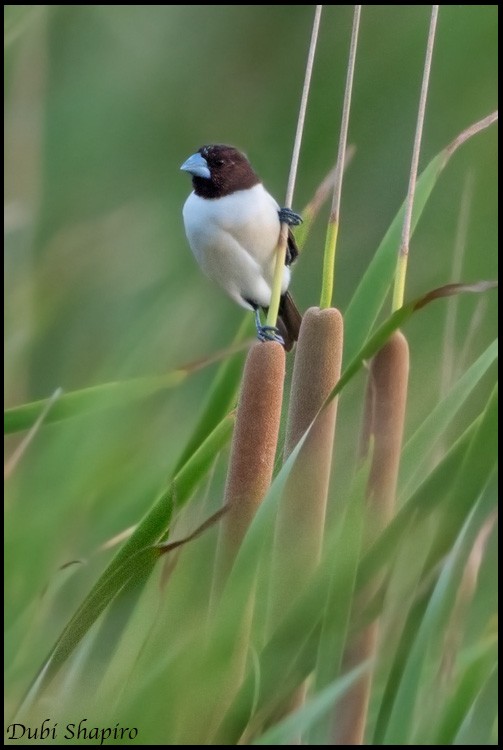 Five-colored Munia - Dubi Shapiro