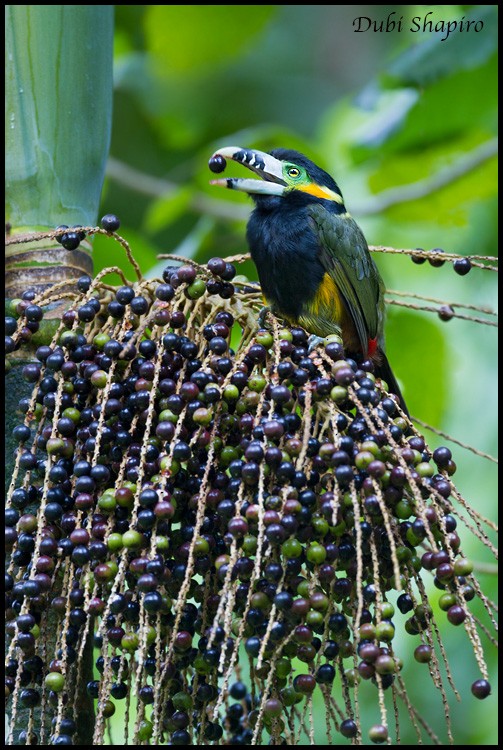 Spot-billed Toucanet - ML205145451