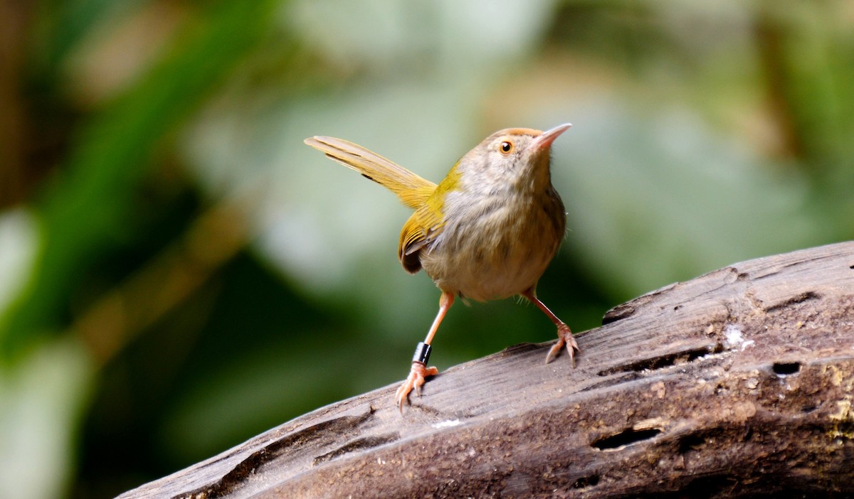 Common Tailorbird - ML205145481