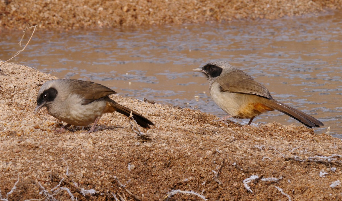 Masked Laughingthrush - ML205145591