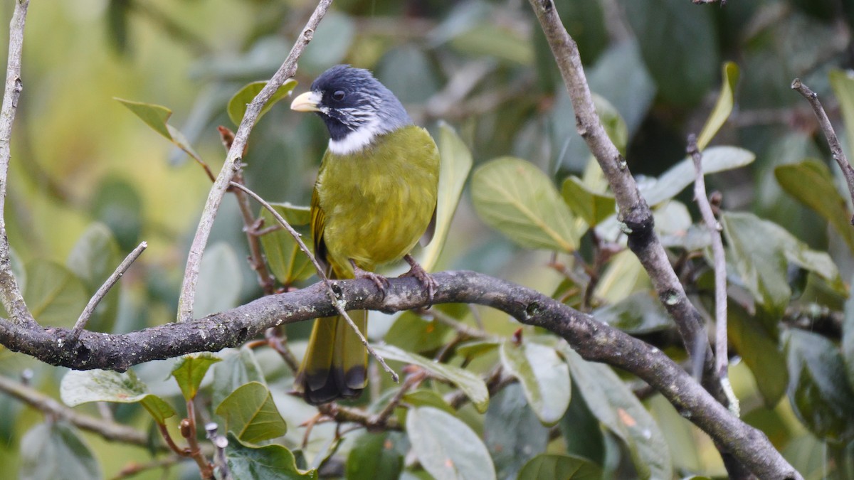 Collared Finchbill - ML205145651