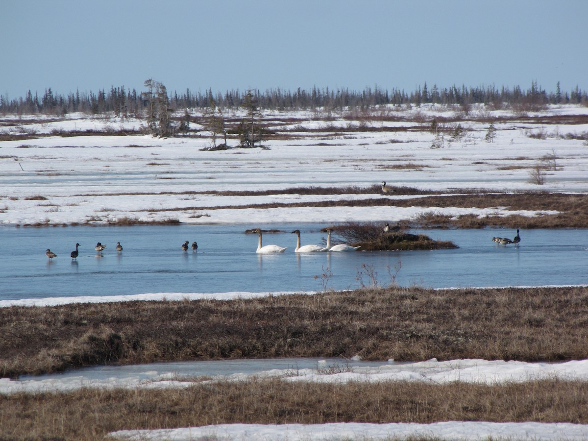 Trumpeter Swan - Brad Walker