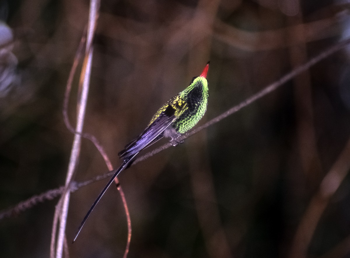 kolibřík červenozobý - ML205145951