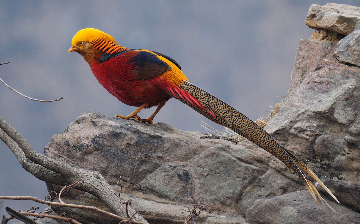 Golden Pheasant - ML205146311