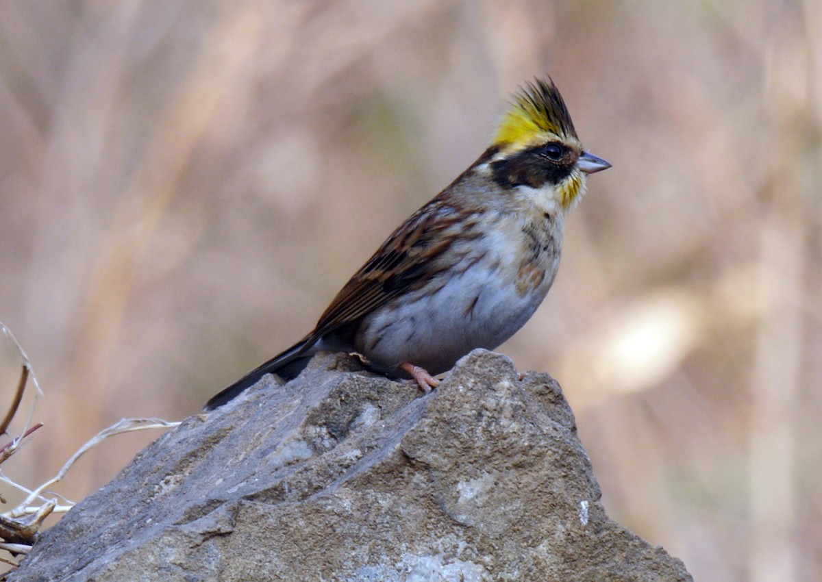 Yellow-throated Bunting - ML205146341