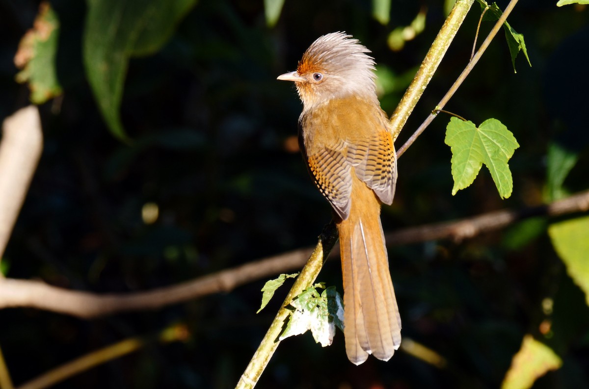 Rusty-fronted Barwing - ML205146351