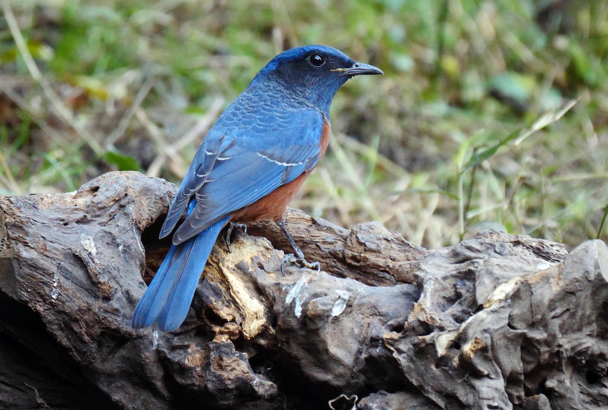 Chestnut-bellied Rock-Thrush - Josep del Hoyo