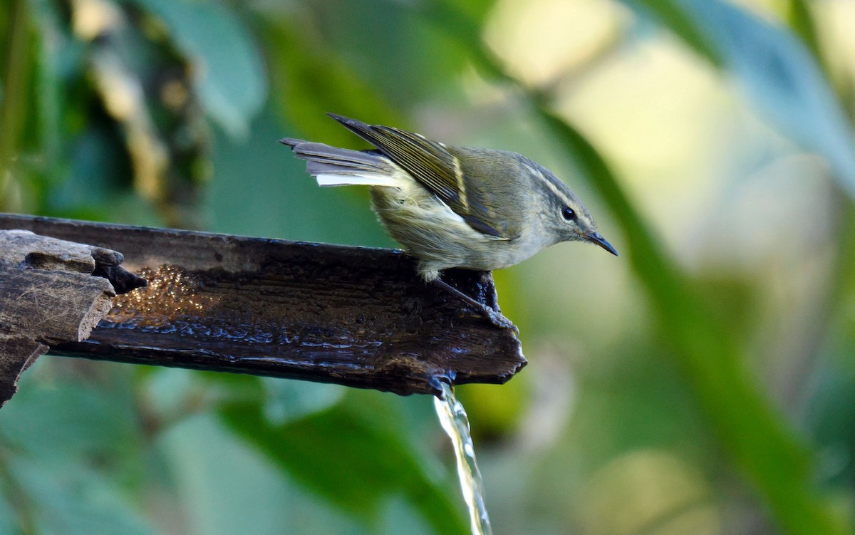 Buff-barred Warbler - Josep del Hoyo