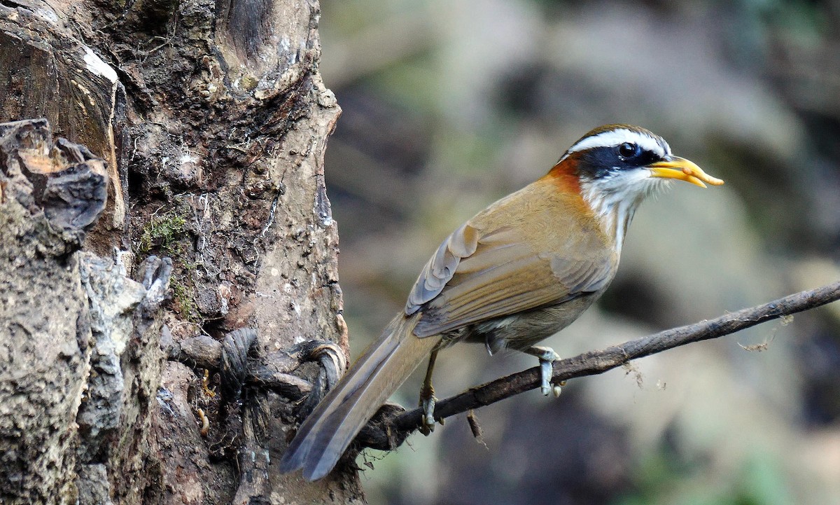 Streak-breasted Scimitar-Babbler - ML205146591